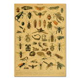 Affiche vintage en papier kraft sur les insectes
